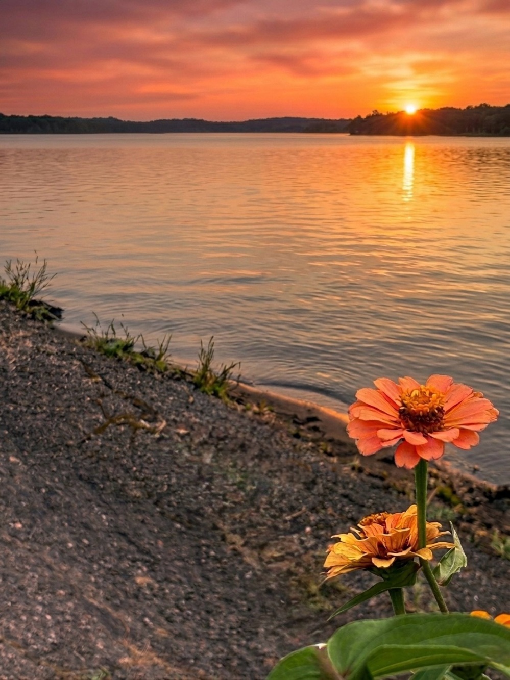 Orange Zinnia Lakeside Sunset Wall Art Print
